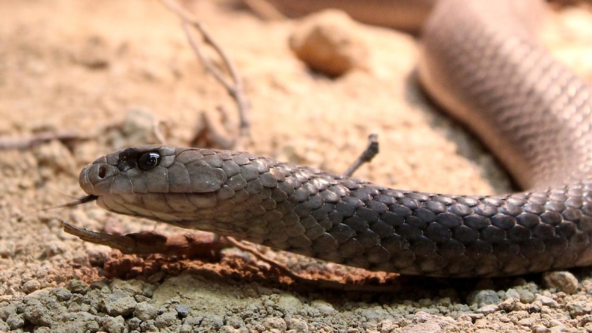 An eastern brown snake flickers its tongue