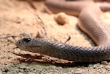 A close up photo of a brown snake