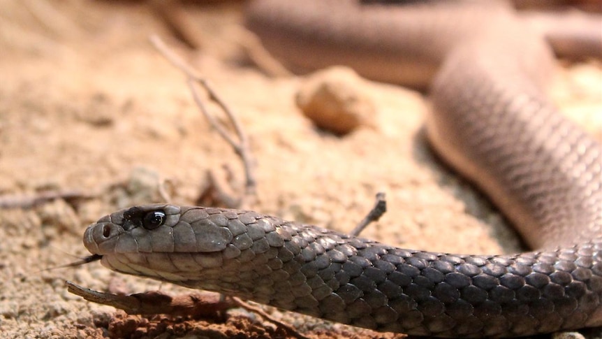 A brown snake pictured in Canberra in a story about snake-proofing your property.
