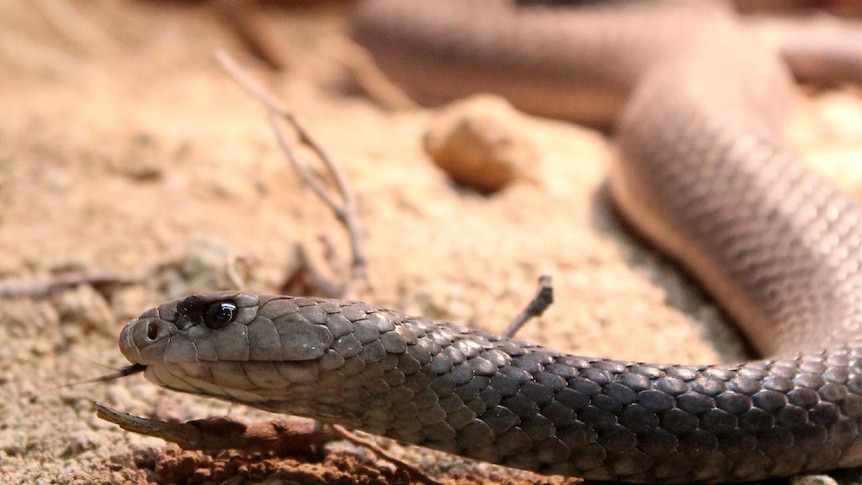 A close up photo of a brown snake