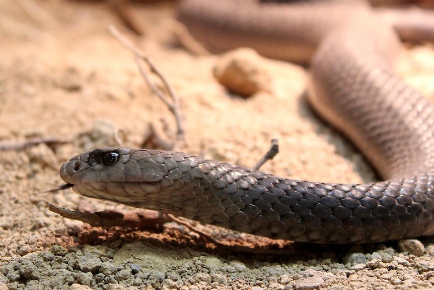 A snake close up flicking its tongue on sandy ground.