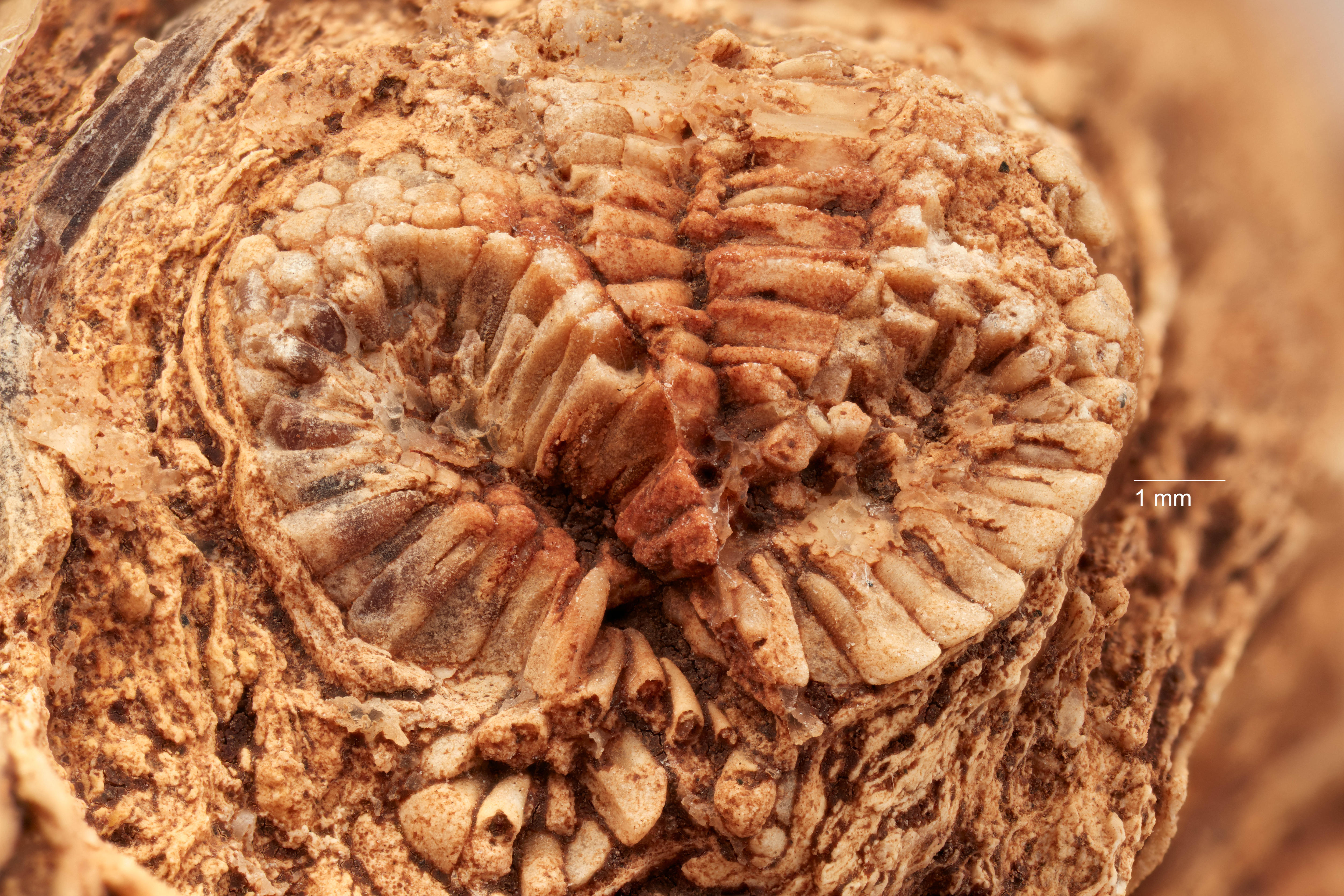 A close up view of a fossil anatomy with seeds