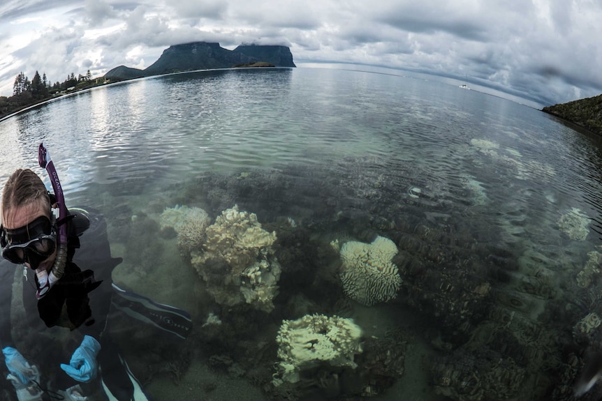 A snorkeller sits among coral in shallow water.