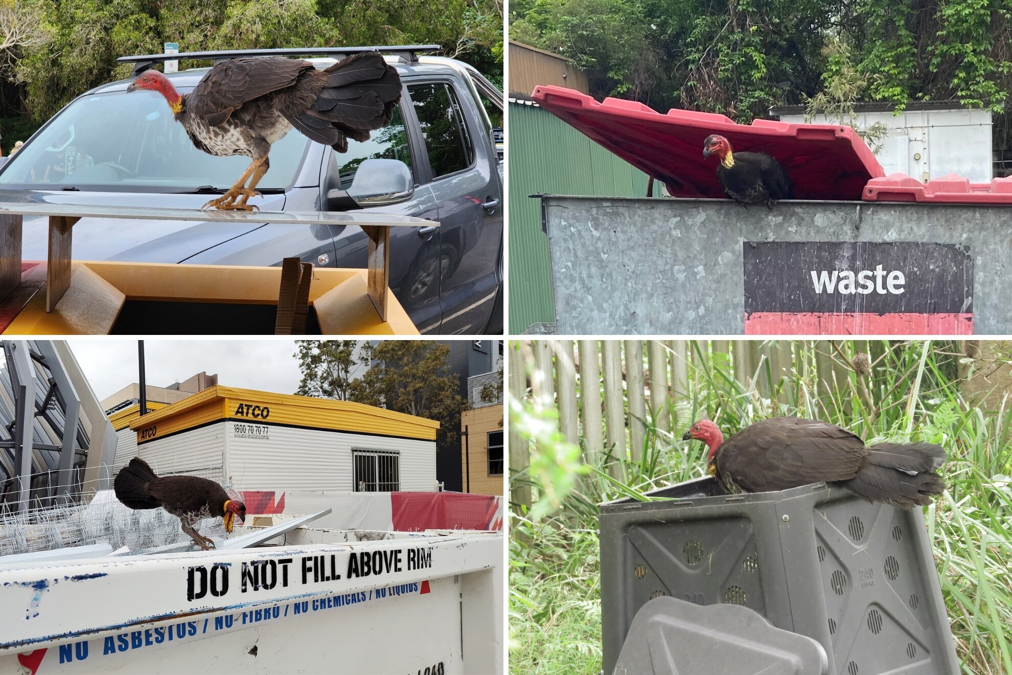 Four photos of turkeys on a recycling bin, in a waste skip, on a construction waste skip and in a compost bin