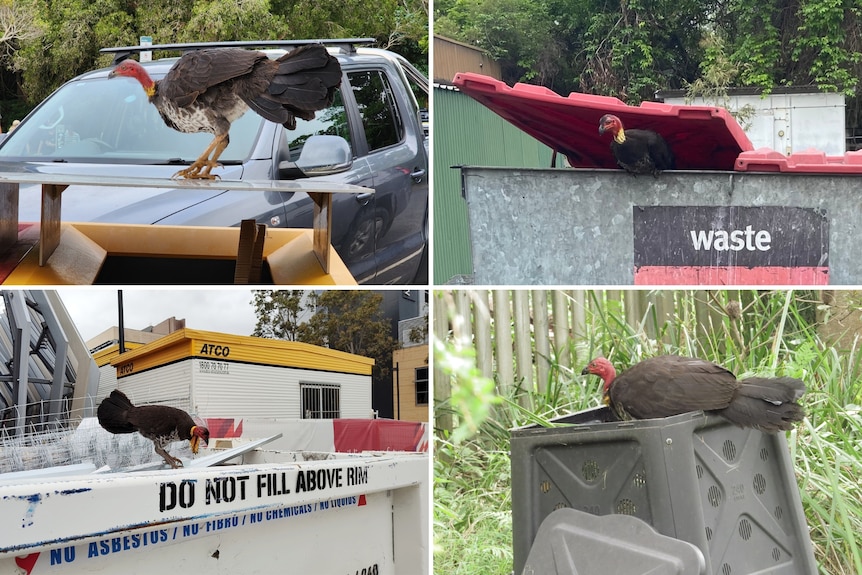 Four photos of turkeys on a recycling bin, in a waste skip, on a construction waste skip and in a compost bin