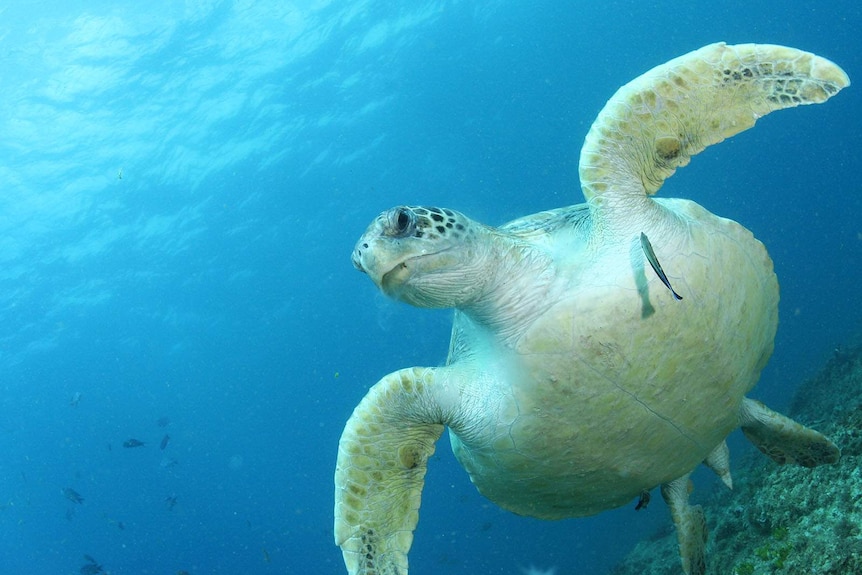 A green turtle in clear blue water.