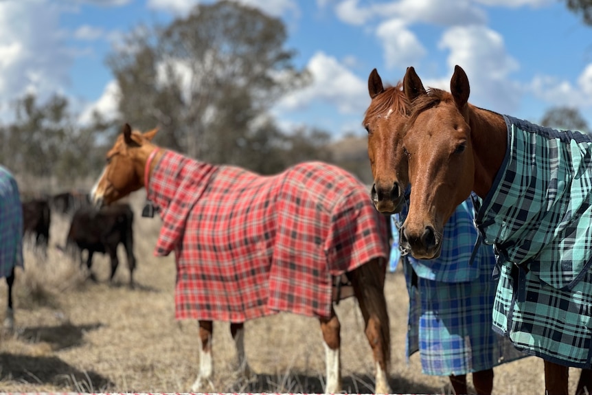 Two horses in rugs in a paddock.