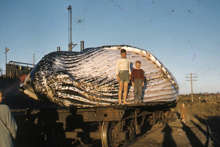 Children next to dead whale