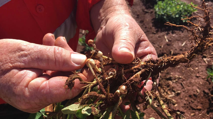 The hands of Kingaroy peanut farmer Rob Patch holding one of his peanut plants