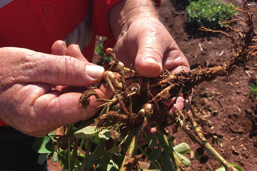 The hands of Kingaroy peanut farmer Rob Patch holding one of his peanut plants