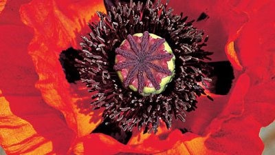 Papaver species Greek Poppy