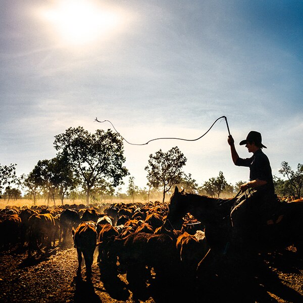 Forgotten photos of Northern Territory cattle stations trigger search ...