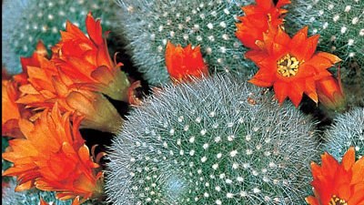 Rebutia - Gardening Australia