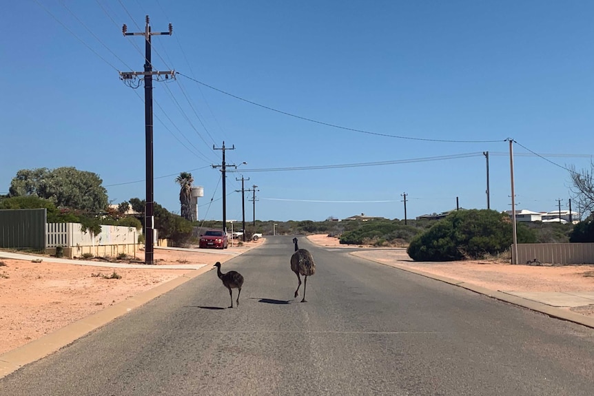 Emus walking along a dusty street with powerlines overhead