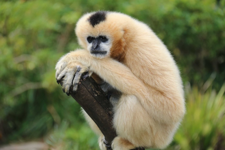 pregnant white cheeked gibbon is due to give birth