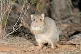 A small, light brown and white marsupial stands on dry dirt, with its front paws together.