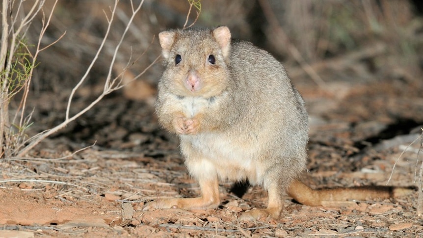 A small, light brown and white marsupial stands on dry dirt, with its front paws together.