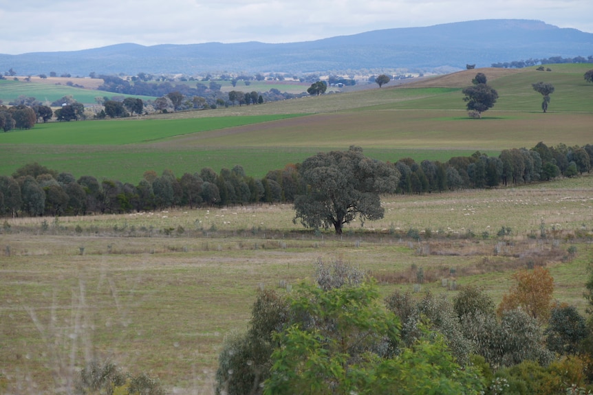 A wide shot of a farm with trees in a line 