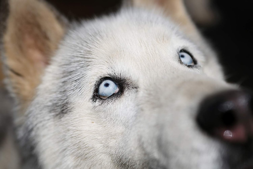 Chloe is a 12 year old Siberian Husky looking for her forever home. The breed is known for their unique eye colourings.