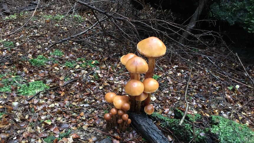 A cluster of golden mushrooms