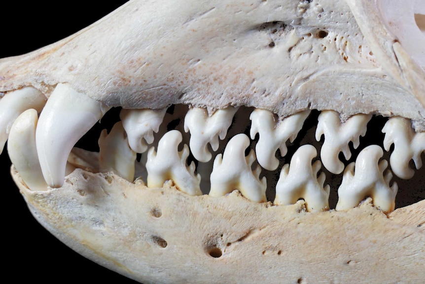 A close-up of a crabeater seal's teeth, which are spiked and curled in peculiar ways