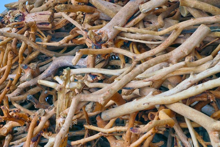 A pile of sandalwood branches.