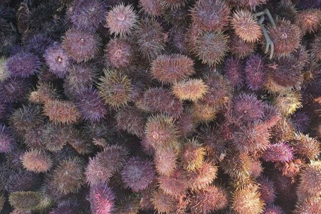 A cluster of short spined sea urchins.