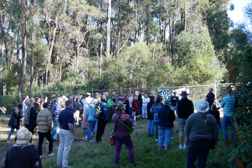 group of people standing in bushland