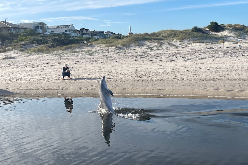 A dolphin tail walks through the water as a woman crouches on the sand behind it to film on her phone