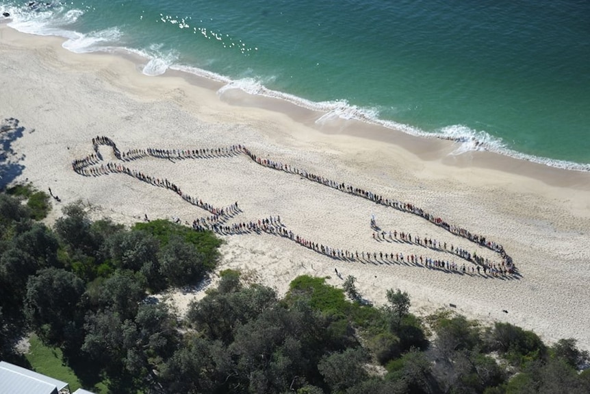 Human whale at Shoal Bay, Port Stephens.