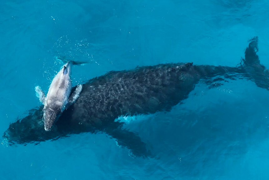 Aerial view of a small grey humpback calf laying on top of the the head of a large black humpback whale in clear bright blue wa