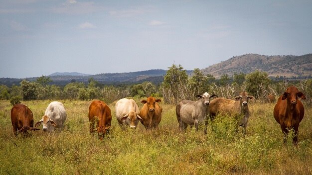 Cattle on the Lawrie property.