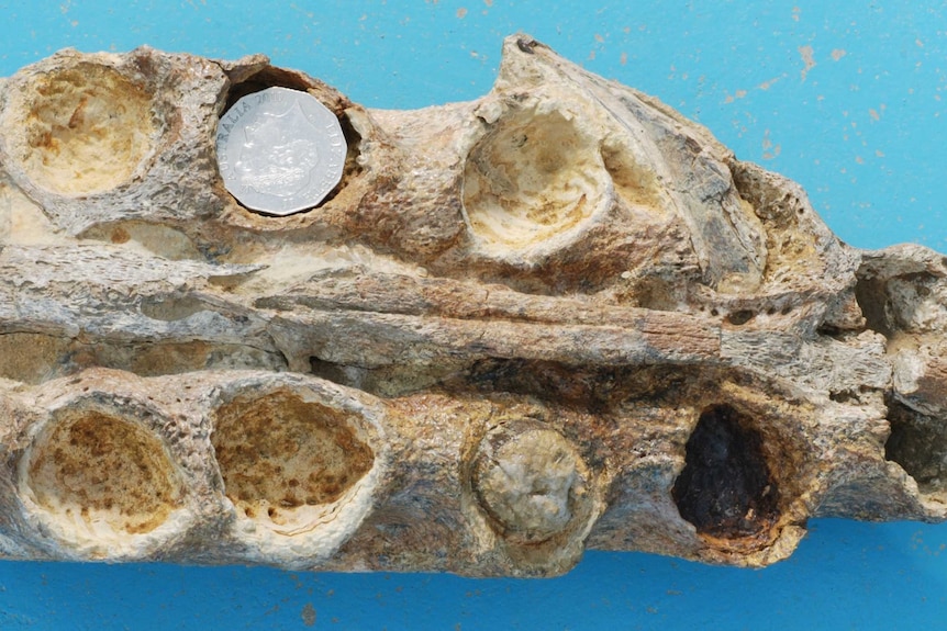 The tip of the Kronosaurus jaw, with a 50c coin inside one of the tooth sockets.