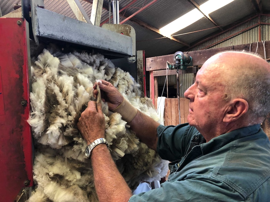 Wool classer Kerry Cummins inspects a Merino fleece before it's pressed.