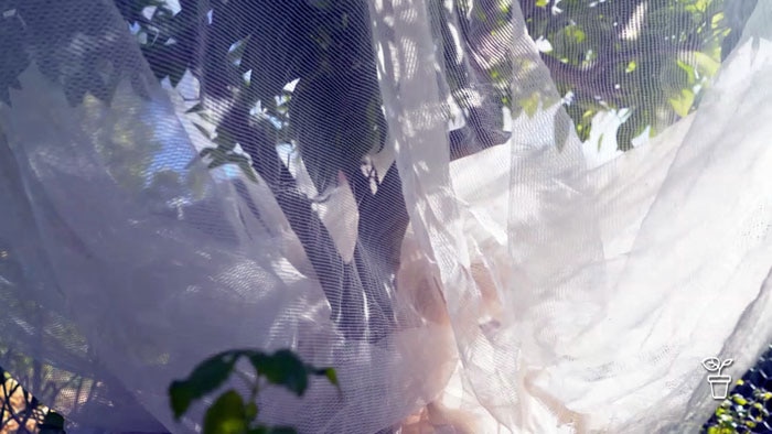 White netting covering a fruit tree