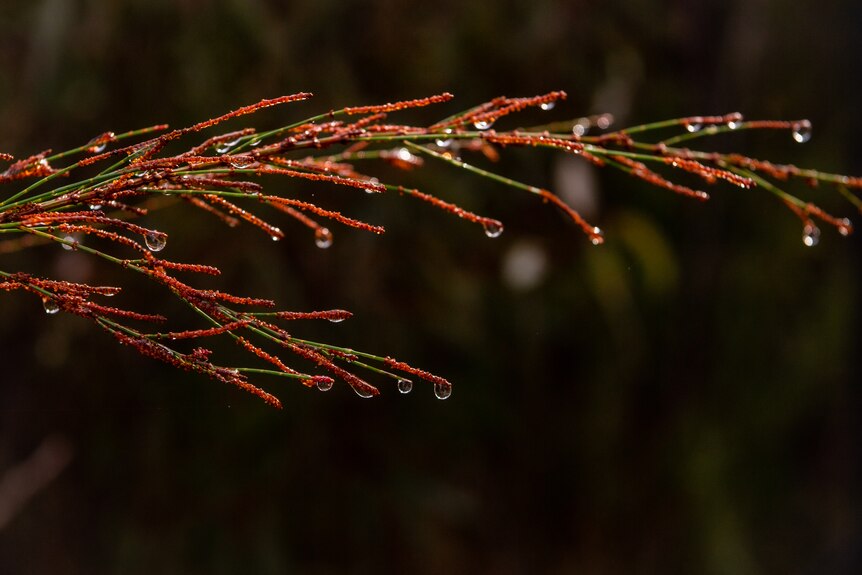 A bush with drops of dew on it gleaming in the sun.