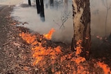 Flames and smoke among the trees on a roadside.