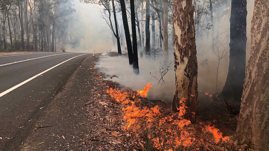 Flames and smoke among the trees on a roadside.