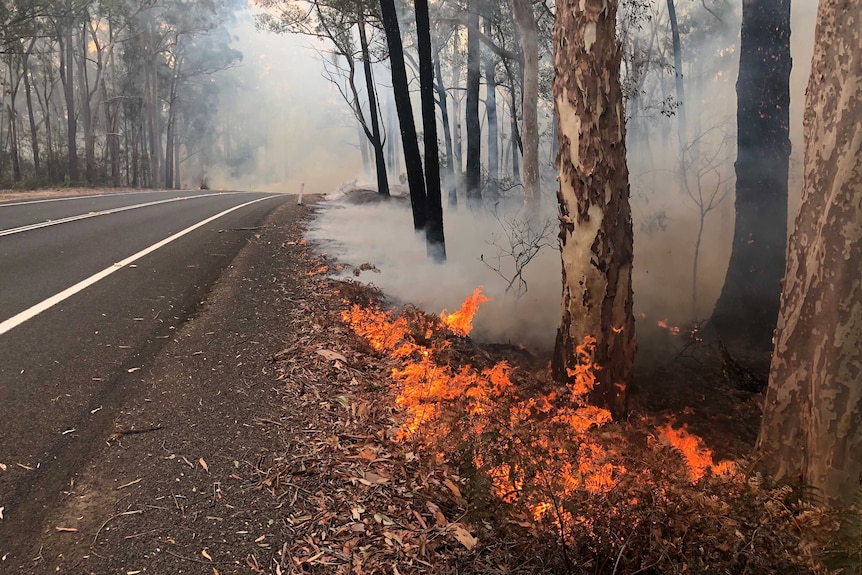 Flames and smoke among the trees on a roadside.