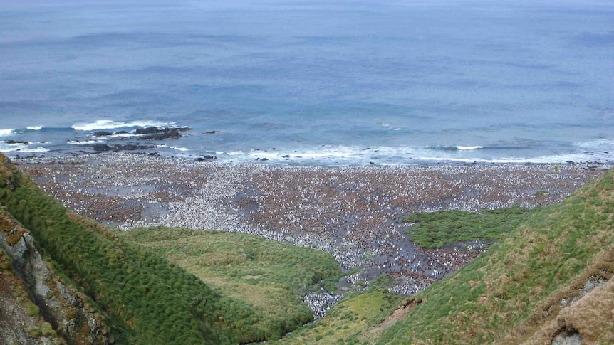 King penguin colony on Macquarie Island.