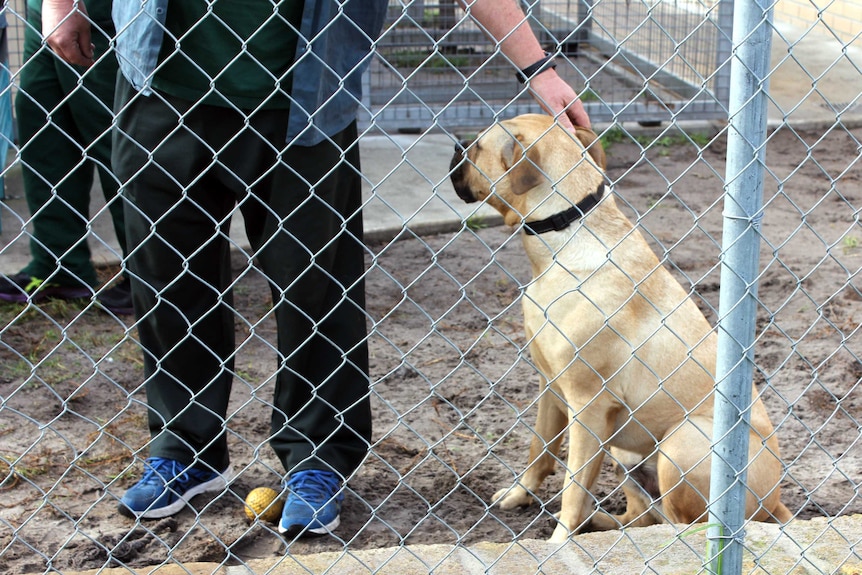 A man pats the head of a large dog from behind a cyclone wire fence