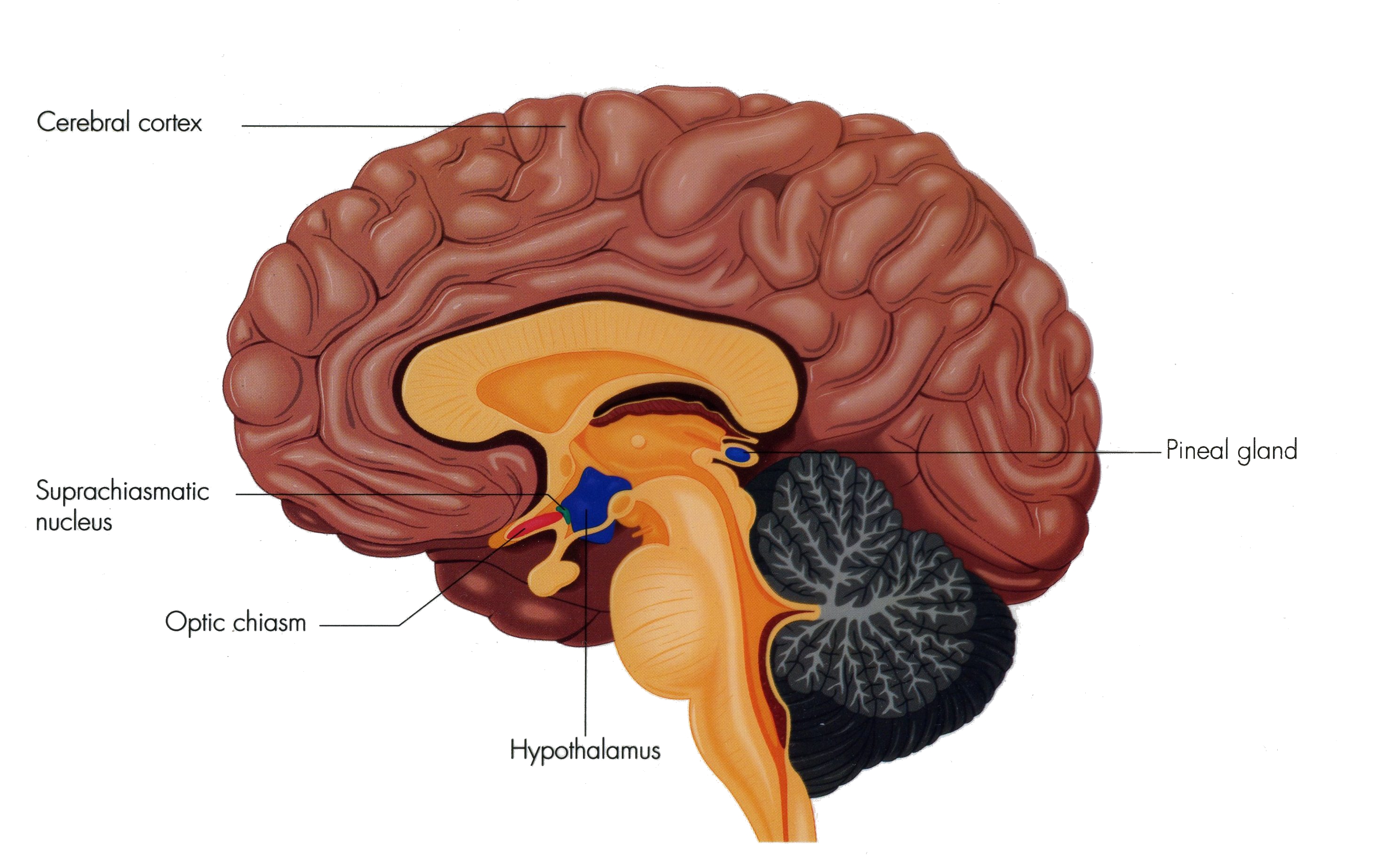 A cutaway of the human brain highlighting structures in the middle