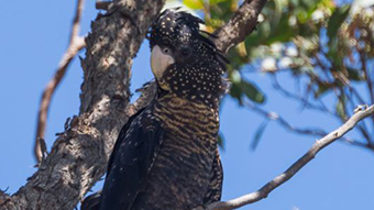 A black cockatoo sitting in a tree.