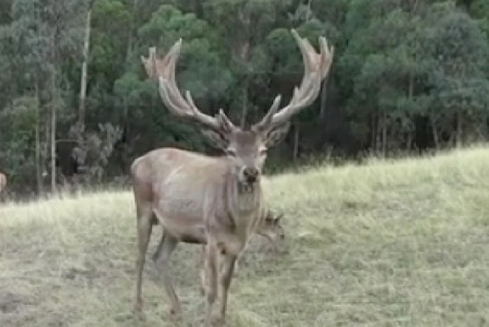 Red deer Karl before he was killed on a property in Victoria
