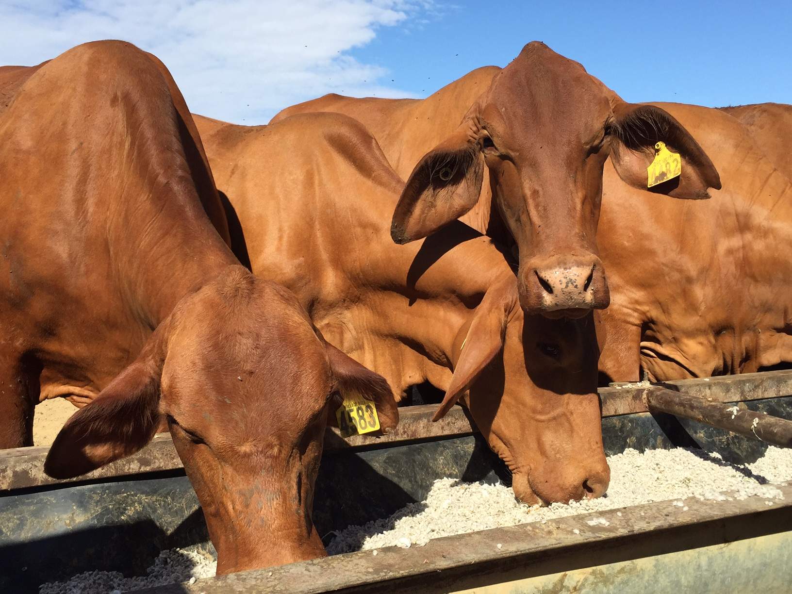 Quality cattle from drought affected western Queensland attracts NSW ...