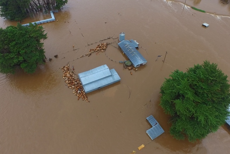 Cows shelter near the a barn and dairy during the floods.