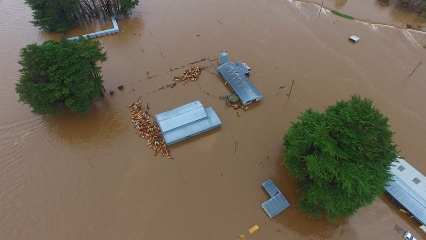 Dairy farm during during the June floods