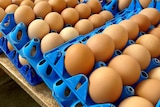 Blue trays filled with eggs sitting on a bench.