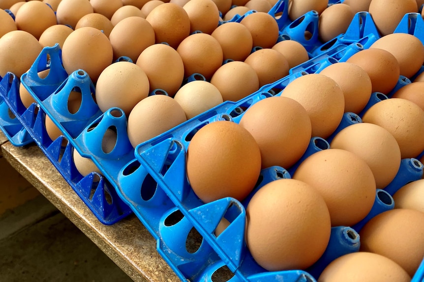 Blue trays filled with eggs sitting on a bench.