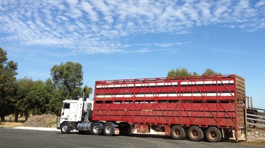 Livestock truck prepares to transport cattle